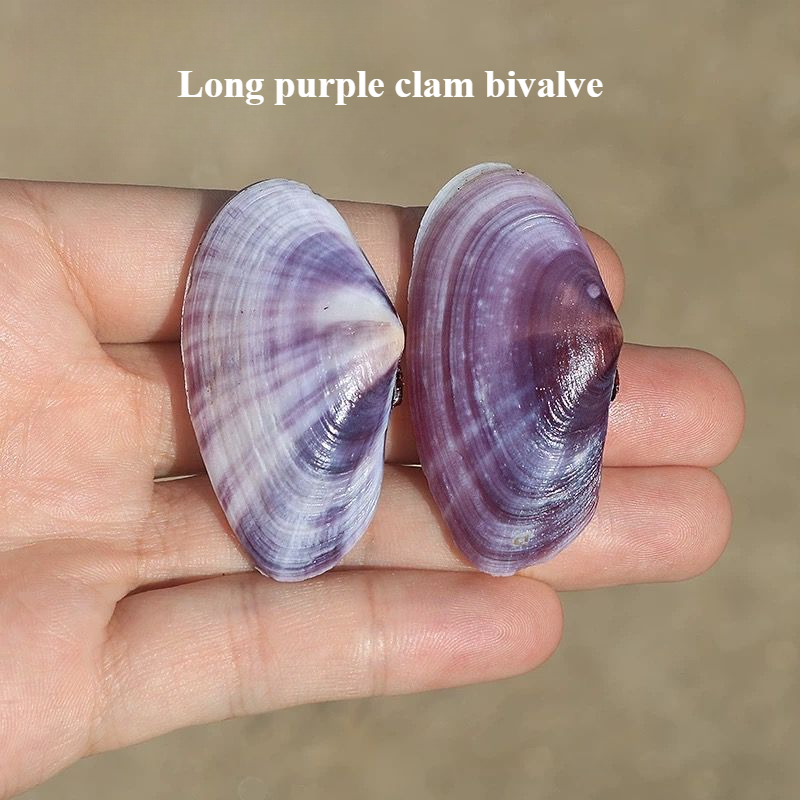 Aquarium Fish Fishing - Lange Paarse Clam Natuurlijke Conch Paarse