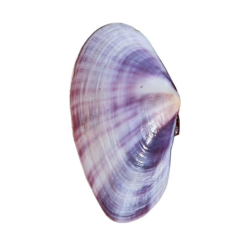 Lange Paarse Clam Natuurlijke  - Aquarium Fish Fishing recensie en prijs