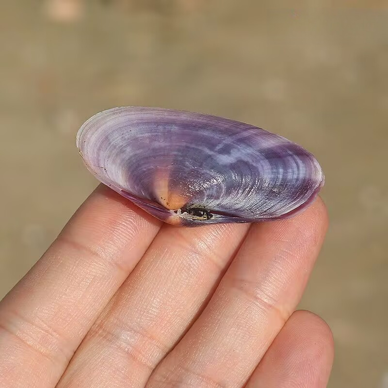 Lange Paarse Clam Natuurlijke  - Aquarium Fish Fishing recensie en prijs