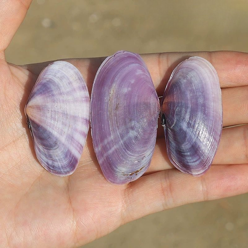 Lange Paarse Clam Natuurlijke  - Aquarium Fish Fishing recensie en prijs