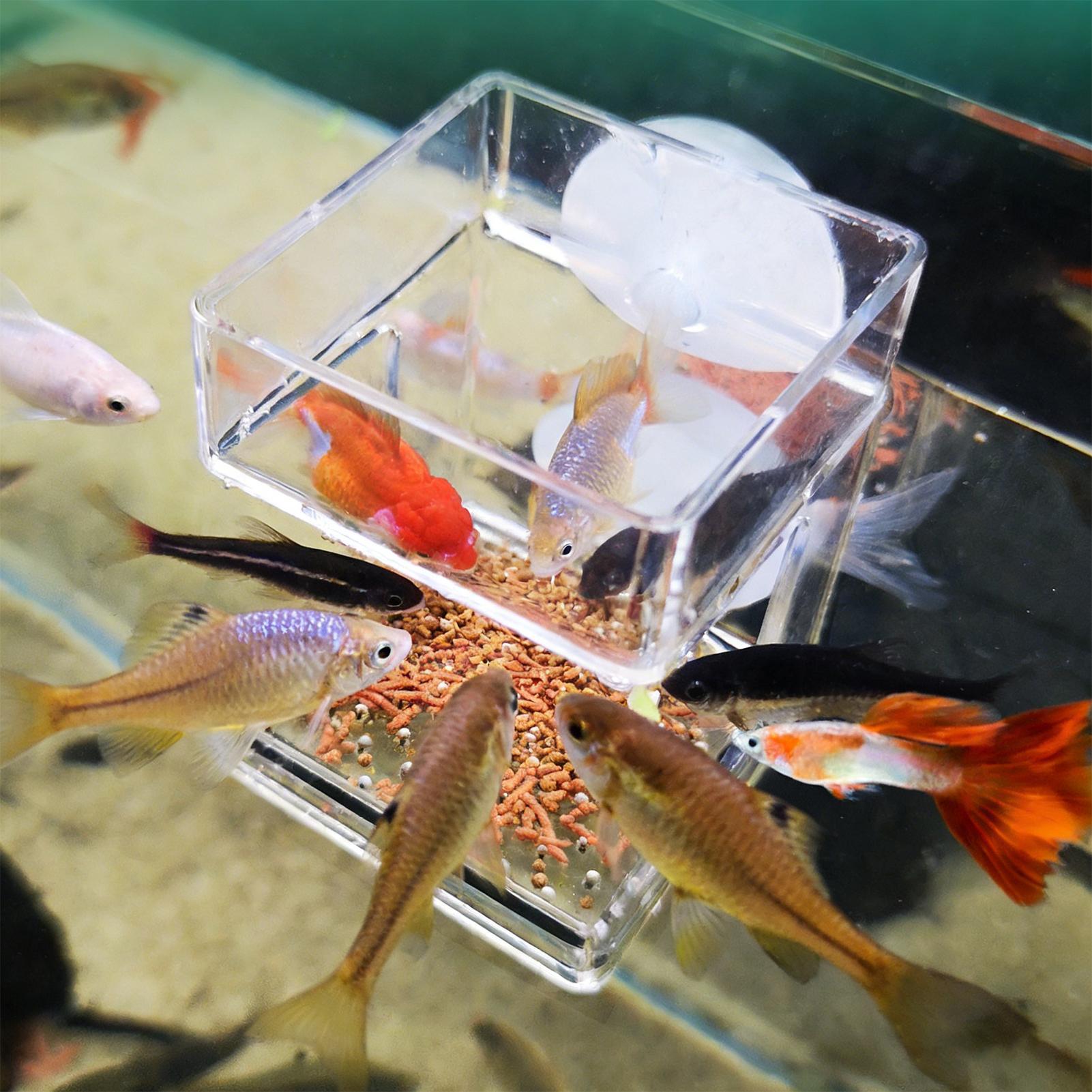 Aquarium Feeder Zuignap Aquari - Tetra Fish In Aquarium recensie en prijs
