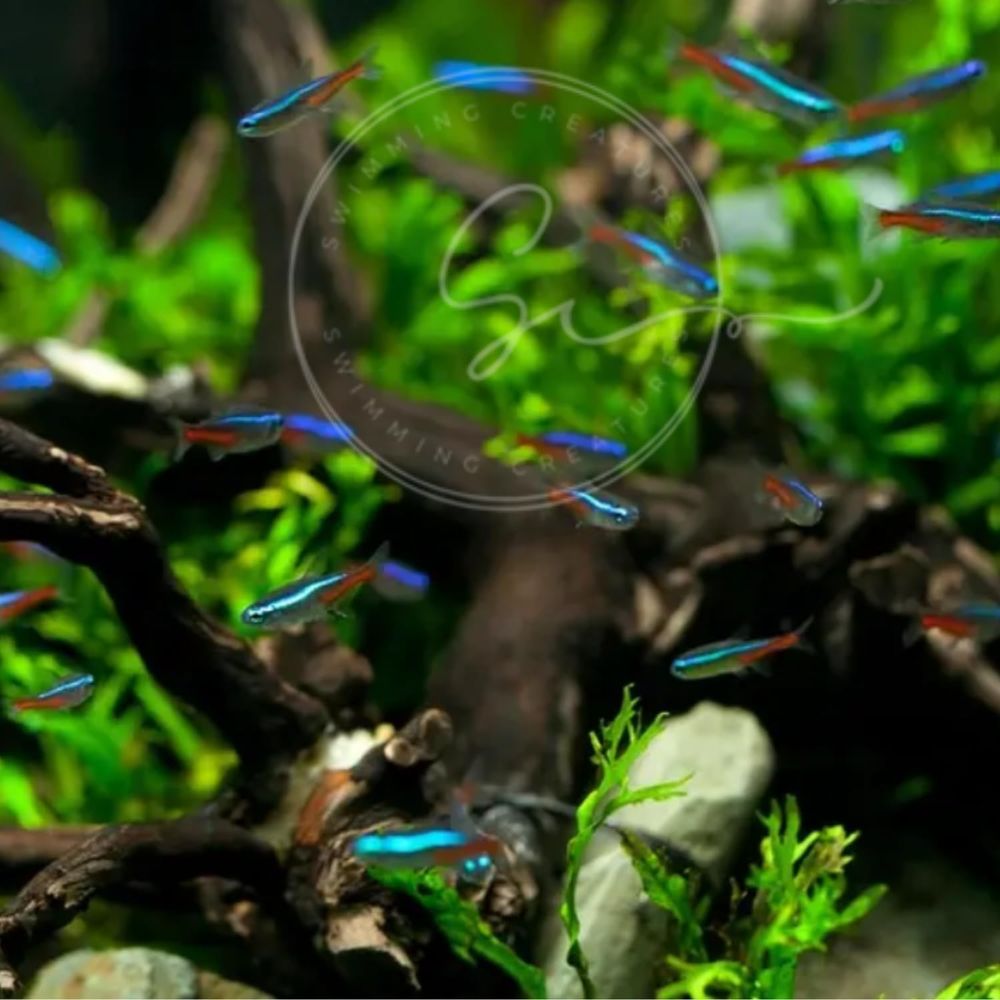 Zoetwater Neon Tetra Vissen (G - Tetra Fish In Aquarium recensie en prijs