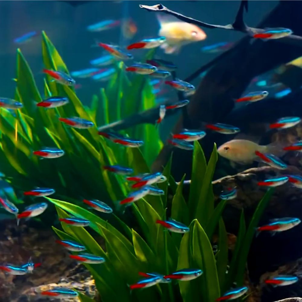 Zoetwater Neon Tetra Vissen (G - Tetra Fish In Aquarium recensie en prijs